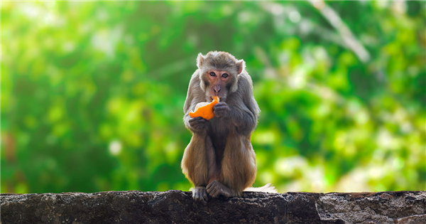 可能攜帶致命病毒！美國出逃43只實(shí)驗(yàn)猴子 仍有18只未被捉拿